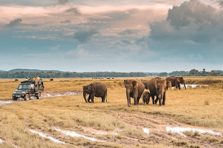 Sri Lankan landscape