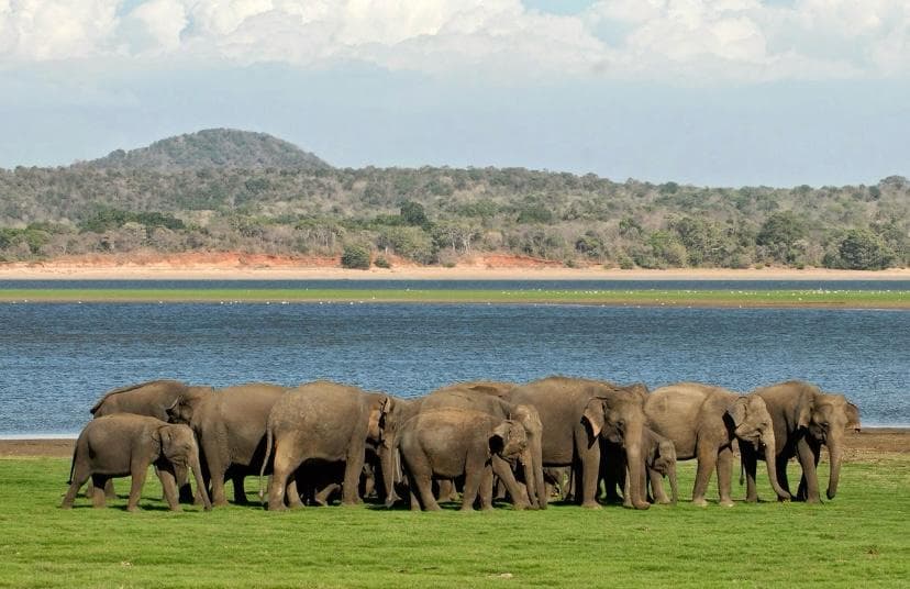 Habarana Elephant Jeep safari